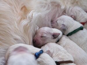 Luna with her puppies