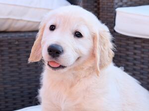 Tirderw Puppy - Blue