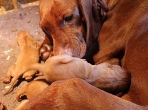 Ulsa with her babies