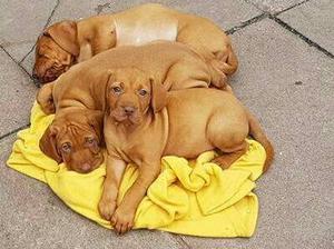 OROSHAZA BABIES