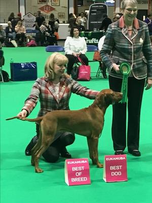 BEST OF BREED WINNER CRUFTS 2018