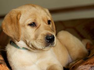 Yellow Dog Puppy