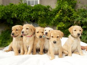 Litter