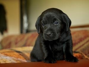 Black Bitch Puppy