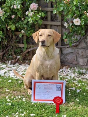 Tweed - Novice Winner