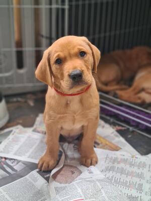 Previous yellow Flick puppy
