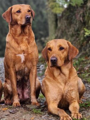 Flick with son from previous litter