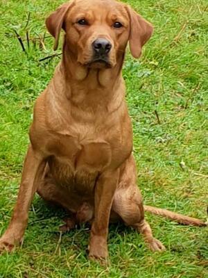 Drake (Sire)