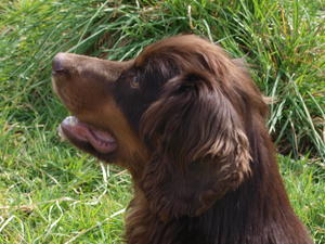 Rocky - Granite Mist of Clumsetter - Sire