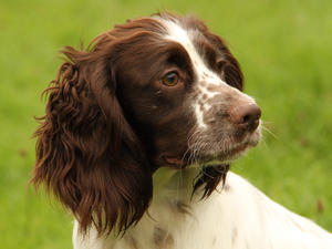 Dam - Clumsetter Freckles