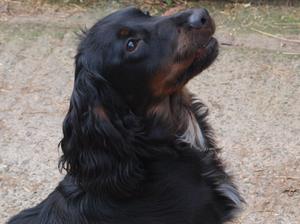 Drake - Tewggy John at Bryntail