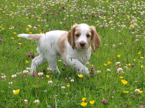 Pippin - as a Pup!