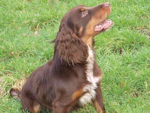 Clumsetter Play Boy as a Pup!
