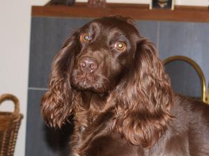 Clumsetter Cover Girl - Molly