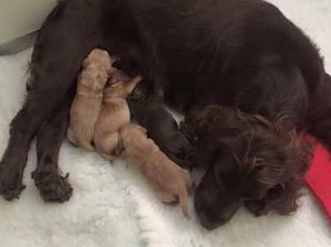 Pippin's first progeny!