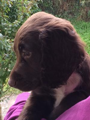 Available Puppy - just gorgeous!