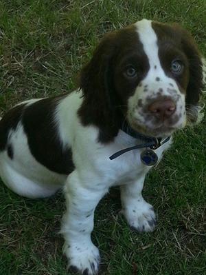 Available Puppy - Clumsetter Percivale
