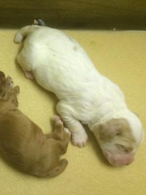 Available Dog Puppy - Lemon and White