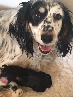 Clumsetter Party Girl - Dotty - Dam