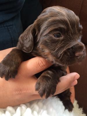 Chocolate and Tan Bitch Puppy