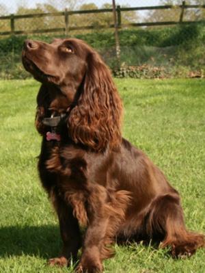 Clumsetter Diamond - from their first litter
