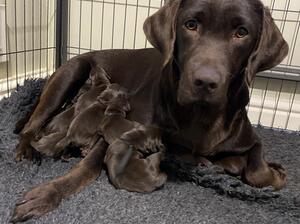 Ruby - Lovely Temperament