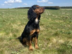 Tod sire