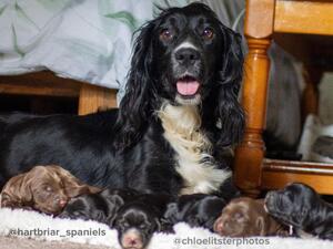 Raven with her first litter