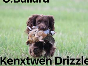 Kenxtwen drizzle