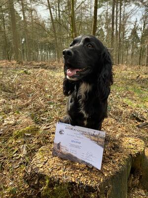 Ember 2nd place at a novice test