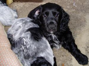 pups