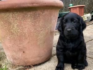 retriever coated puppies flat litter