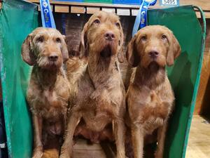 Dam Kefir, Tamas (middle) and litter sister Ada.