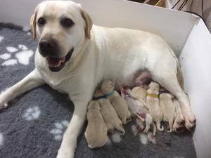 puppies arrived yesterday !