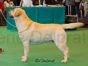 SH CH AM & CAN CH SALTY DOG OF TAMPA BAY