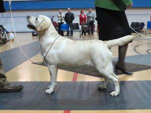 Maxfield Arabella ( Bella) 3xCC's Sh Champion