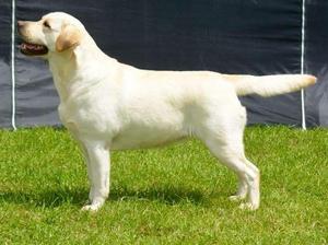 Blackpool Championship Show Reserve CC