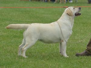 Sh Ch Maxfield Arrabella