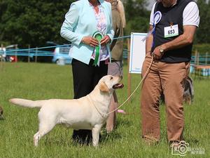 Best of Breed Cheshire Show - group 4 final 2015