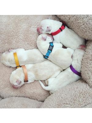 Skye & Eddies puppies have arrived !!!!!!!!!