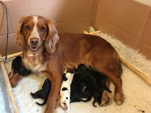 Polpo's first litter 2019