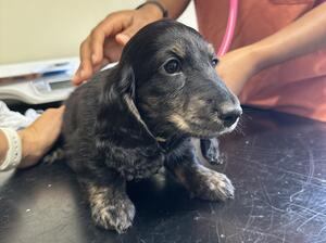 Black and cream brindle boy