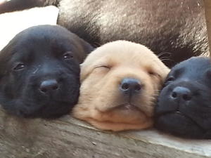 Puppies!