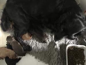 Mum & pups at 1 week old
