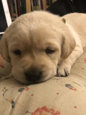 Not puppy available