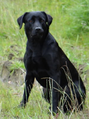 Sire....Jake