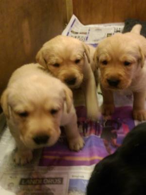 Puppies 3weeks old