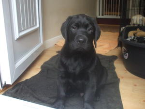 Quin, 10 weeks old