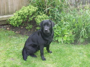 Gainsmill Noir Beau