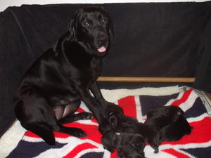 Gracie's puppies July 2012